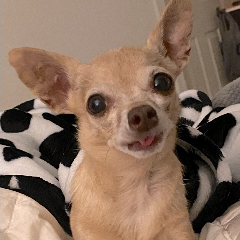Meet your Posher, Stella!
